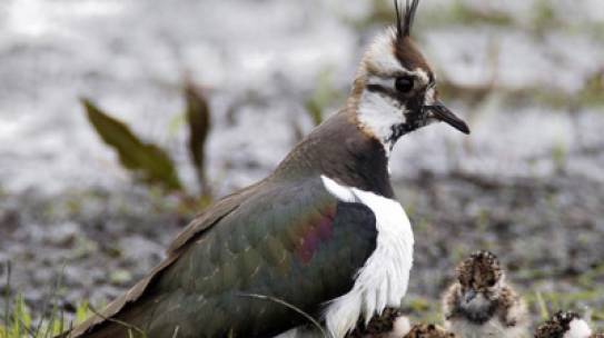 Artikel over weidevogelbeheer